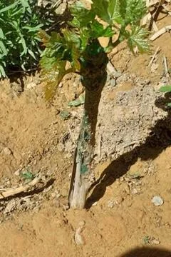 A young grapevine sapling grows from the dry, 스톡 사진
