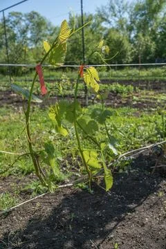 A young grapevine shoot with delicate green leaves clings to a thick branch,  Stock Photos