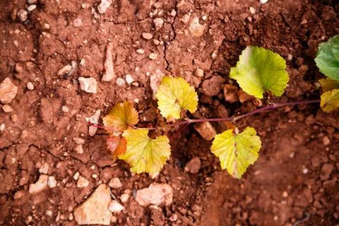 Young Grapevine Shoot on Red Soil Stock Photos