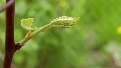 Young grapevine shoot with tender unfolding leaves growing from woody stem in Stock Footage 309302954