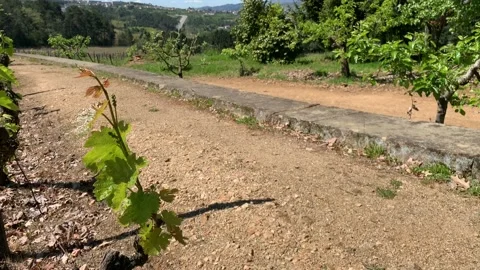 Young grapevine in spring Stock Footage 107278107