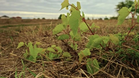 Young Grapevine Sprout Growing in Rural Field 1 Stock Footage 346701931