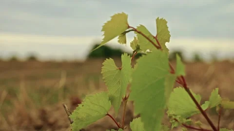 Young Grapevine Sprout Growing in Rural Field 2 Stock Footage 346701973