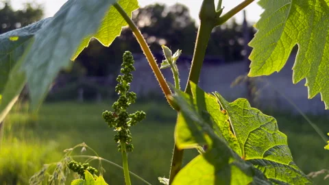 Young grapevine sprout growing in vineyard Stock Footage 310095988