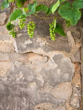 Young grapevine on the wall in the springtime Stock Photos
