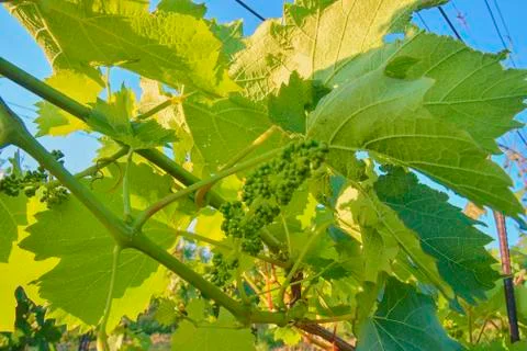 Young grapevine in wineyard. Close-up of grapevine. Wineyard at spring.  Su Stock-Fotos