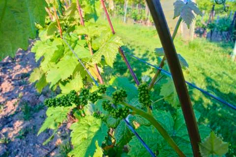 Young grapevine in wineyard. Close-up of grapevine. Wineyard at spring.  Su Fotos de archivo