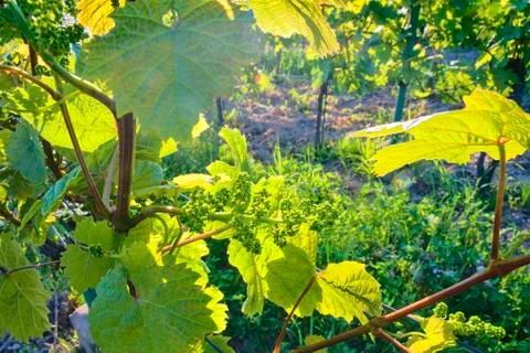 Young grapevine in wineyard. Close-up of grapevine. Wineyard at spring.  Su Фото