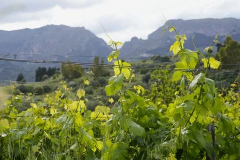 Young grapevines and green buds in a vineyard. Photos