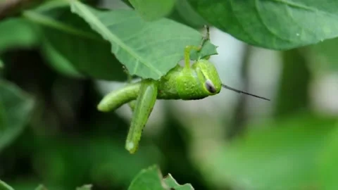 Young Grashopper Eating Green Leaf Stock Footage 133980555