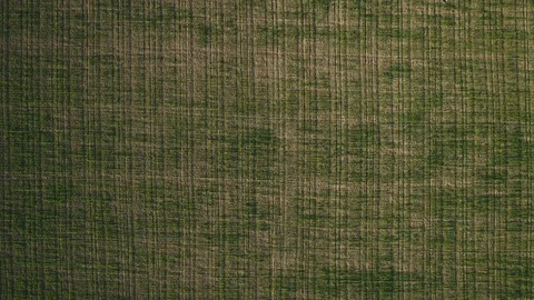 Young grass 4k 스톡 동영상 105481784