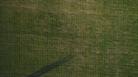 Young grass 4k 스톡 동영상 105481981