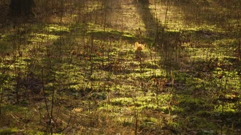 Young grass among old dry grass on a lawn in the middle of snowless winter 스톡 동영상 146079202