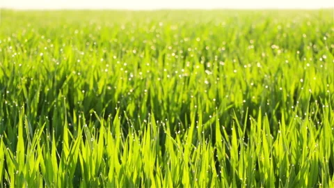 Young Grass and Dew Drops Stock Footage 149880413