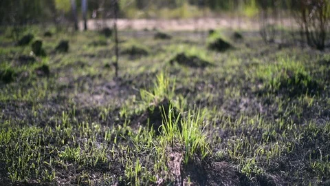 Young grass on the ashes and hummocks on the blackened ground in the field after 스톡 동영상 107419397