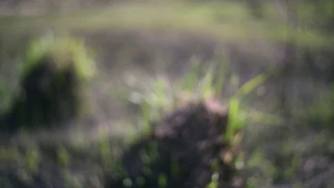 Young grass on the ashes and hummocks on the blackened ground in the field after Video stock 107419449