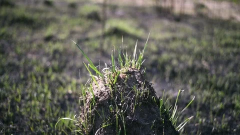 Young grass on the ashes and hummocks on the blackened ground in the field after Video stock 109906929