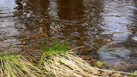Young grass ashore Stock Footage 130639953