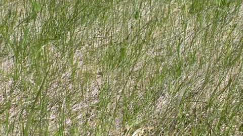 Young grass, background Stock Footage 138500868