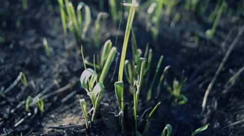 Young grass, burnt earth 库存影片 37833318