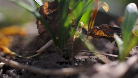 Young grass close-up. grass sways in the wind. spring young grass Stock-Footage 133616566