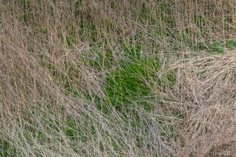 Young Grass Emerging Trough Stock Photos