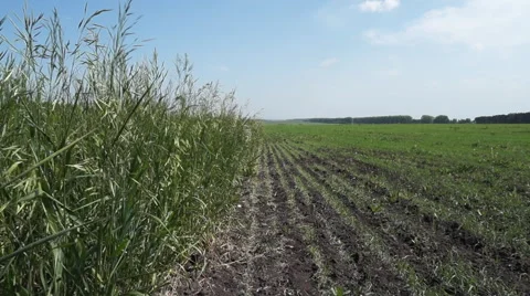Young grass on a field Stock Footage 65066957