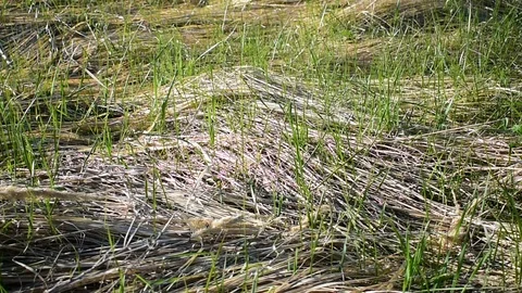 Young grass Stock Footage 108139507