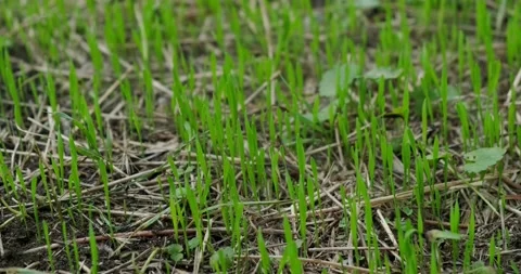 Young grass Stock Footage 140236397