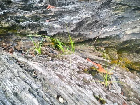 Young Grass Growing Through Weathered Decaying Wood Stock Photos