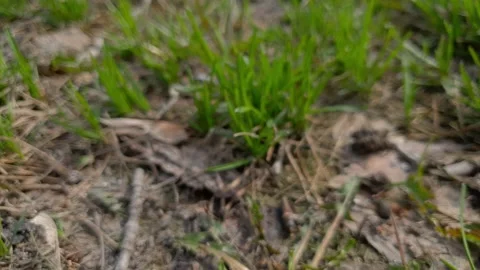 Young grass on the lawn in spring, selective focus Stock Footage 188997001