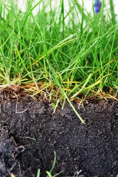 Young grass Stock Photos