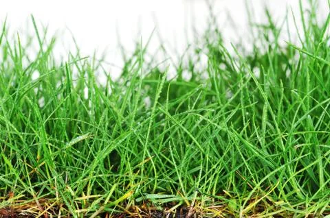Young grass Stock Photos