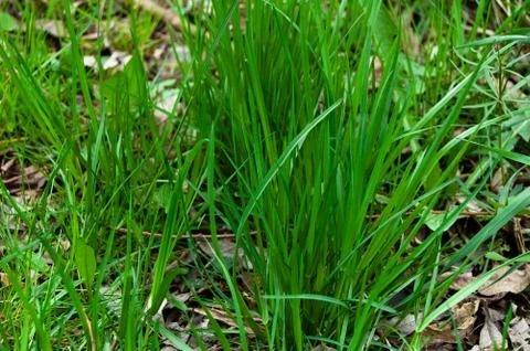 Young grass Stock Photos
