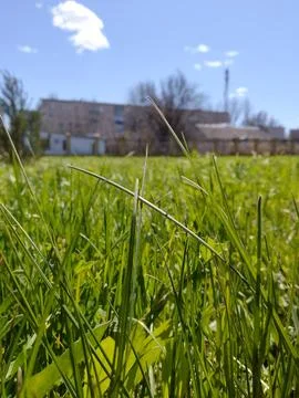 Young grass Stock Photos