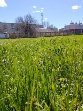 Young grass Stock Photos