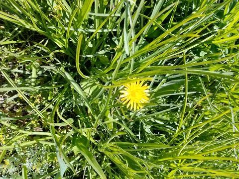 Young grass Stock Photos