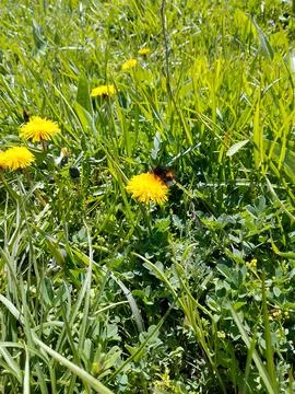 Young grass Stock Photos