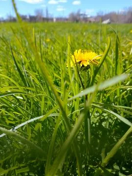 Young grass Stock Photos