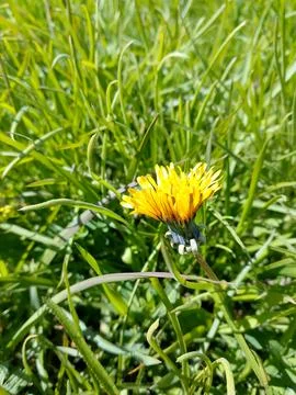 Young grass Stock Photos