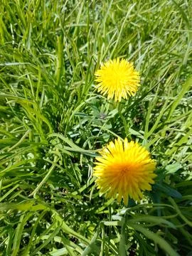 Young grass Stock Photos