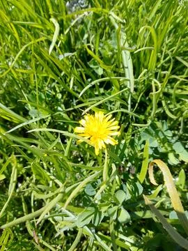 Young grass Stock Photos