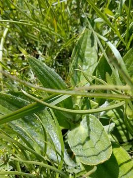 Young grass Stock Photos