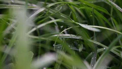 Young grass with raindrops. Close-up 動画素材 105956333
