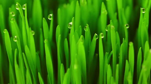 Young Grass with Raindrops 動画素材 106465741