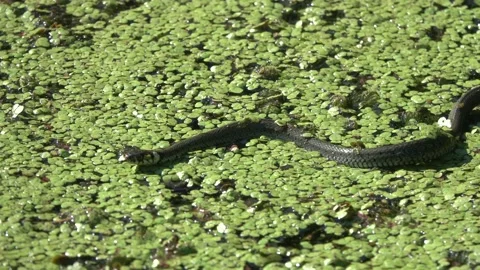 Young grass snake Natrix natrix crawling on the surface of the pond Stock Footage 158507828