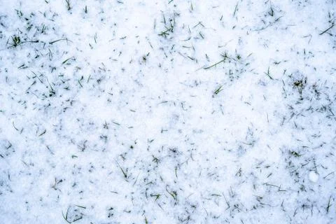 Young grass in the snow. Stock Photos