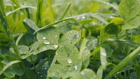 Young grass in spring. Freshness and coolness of early morning. Video stock 114732104