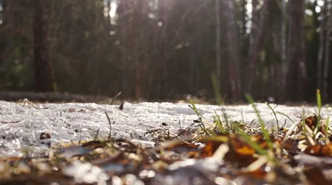 Young grass sprouted through the snow Video stock 49070692