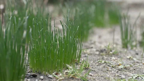 Young grass sprouts sometimes grow on infertile soil. close up Stock Footage 266070881